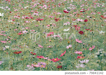 Omiya Hananooka Norin Koen Cosmos(埼玉縣埼玉市) Omiya Hananooka Norin Koen Cosmos(埼玉縣埼玉市) 79841142