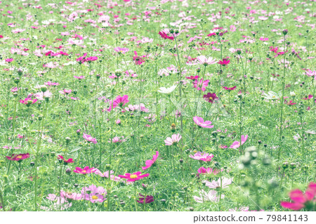 Omiya Hananooka Norin Koen Cosmos(埼玉縣埼玉市) Omiya Hananooka Norin Koen Cosmos(埼玉縣埼玉市) 79841143