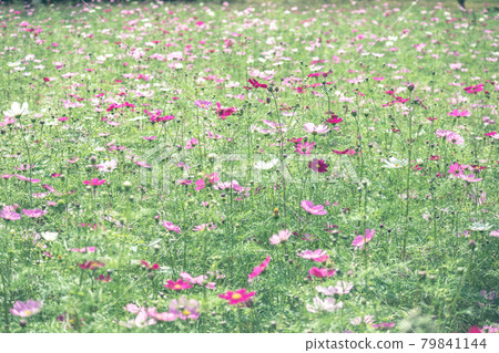 Omiya Hananooka Norin Koen Cosmos(埼玉縣埼玉市) Omiya Hananooka Norin Koen Cosmos(埼玉縣埼玉市) 79841144
