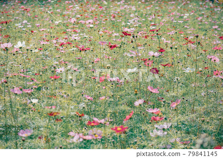 Omiya Hananooka Norin Koen Cosmos(埼玉縣埼玉市) Omiya Hananooka Norin Koen Cosmos(埼玉縣埼玉市) 79841145