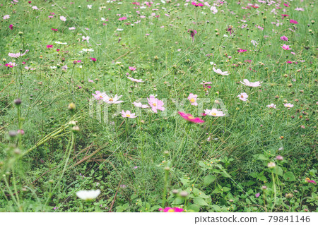Omiya Hananooka Norin Koen Cosmos(埼玉縣埼玉市) Omiya Hananooka Norin Koen Cosmos(埼玉縣埼玉市) 79841146