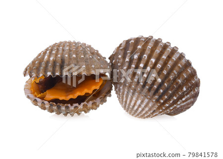 cockles seafood on white background cockles seafood on white background 79841578