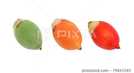 areca or betel palm fruit isolate on white background areca or betel palm fruit isolate on white background 79841583