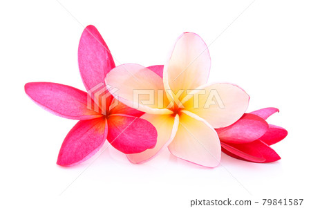 Tropical flowers frangipani (plumeria) isolated on white background 79841587