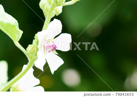 Plant "Musukumallow" herb Plant "Musukumallow" herb 79841653