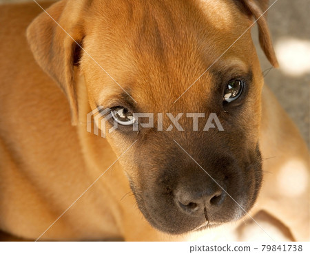 Dog Dog 79841738