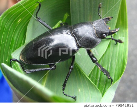 Stag beetle riding on leaves 79841951