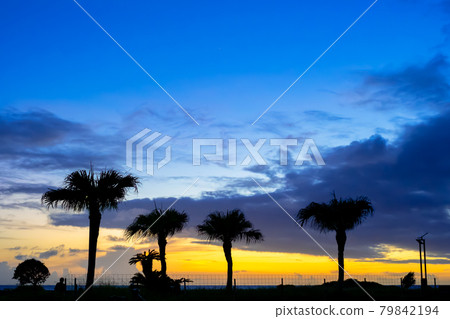 Palm trees and sunsets Palm trees and sunsets 79842194