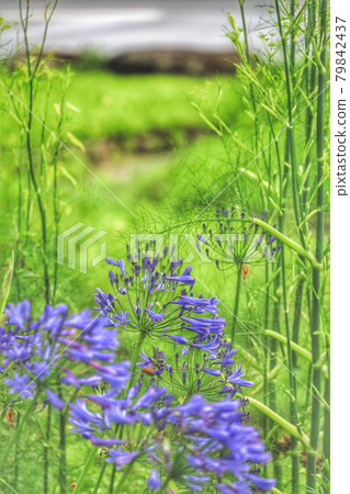 Landscape with flowers 79842437