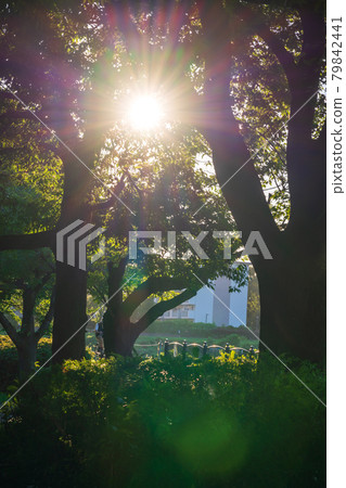 Summer evening scenery 79842441