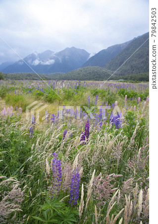 New Zealand Cascade Creek Historic Camp Site Lupine Flower Field New Zealand Cascade Creek Historic Camp Site Lupine Flower Field 79842503