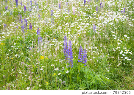 New Zealand Cascade Creek Historic Camp Site Lupine Flower Field New Zealand Cascade Creek Historic Camp Site Lupine Flower Field 79842505