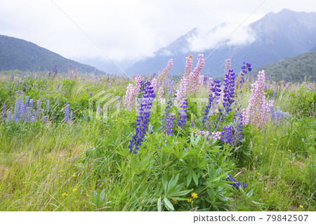 New Zealand Cascade Creek Historic Camp Site Lupine Flower Field 79842507