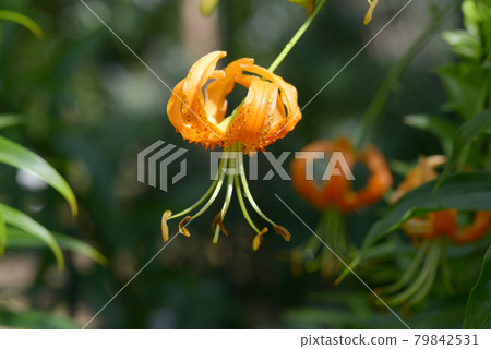 Lilium speciosum Lilium speciosum 79842531