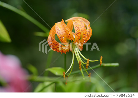 百合 百合 79842534