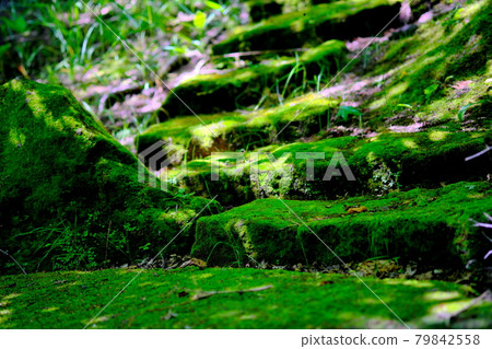 Green stairs covered with moss Green stairs covered with moss 79842558