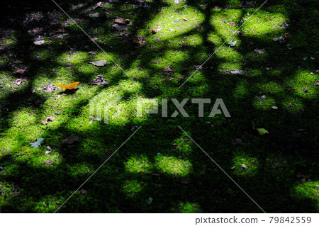 beautiful sunbeams beautiful sunbeams 79842559