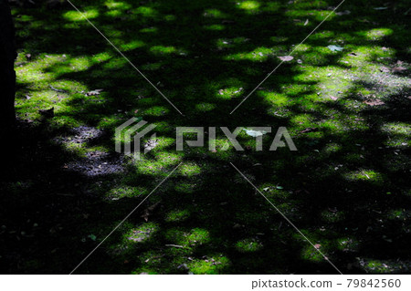 beautiful sunbeams beautiful sunbeams 79842560