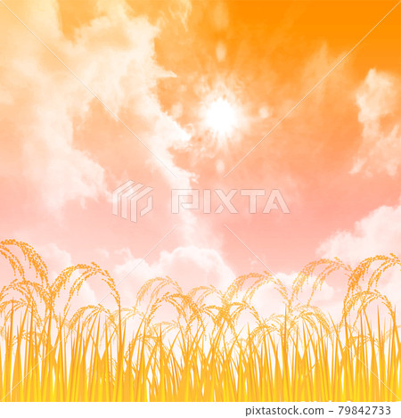 米　稲　風景　背景 79842733