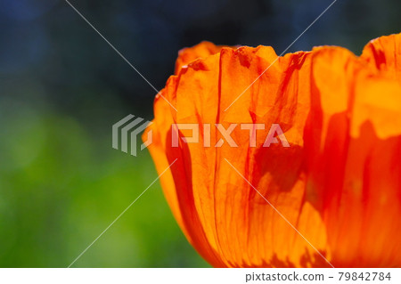 美麗的橙花 美麗的橙花 79842784