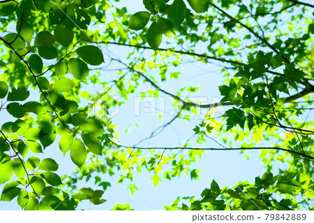 Beautiful summer sunbeams 79842889