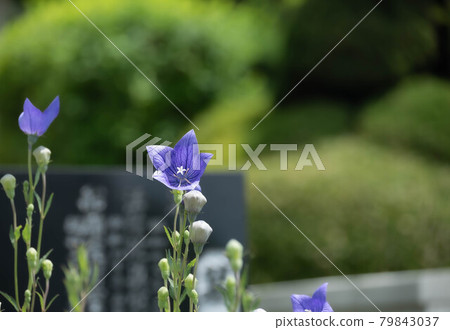 Kikyo flower in front of the grave Kikyo flower in front of the grave 79843037