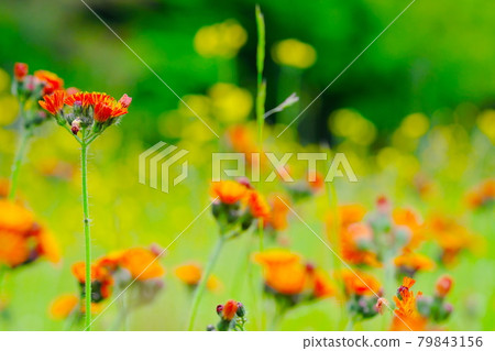 Beautiful orange flowers Beautiful orange flowers 79843156