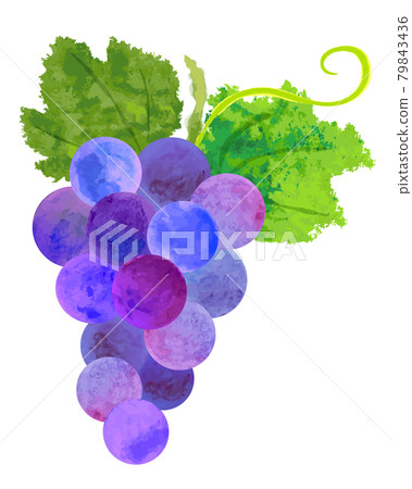 水彩紫色葡萄和葉子的插圖 79843436