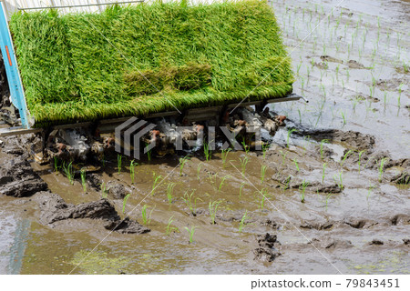 transplant paddy sprouts 79843451
