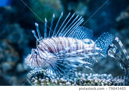 Scorpion fish Scorpion fish 79843485