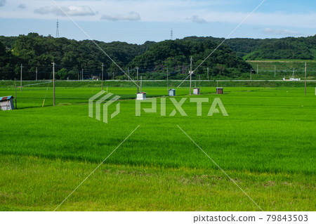 Paddy field Paddy field 79843503
