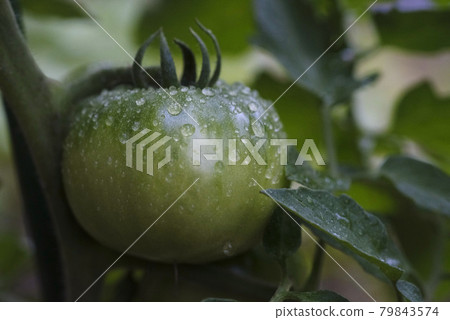 Still blue tomatoes 79843574