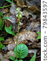 山野草Pyrola japonica 79843597
