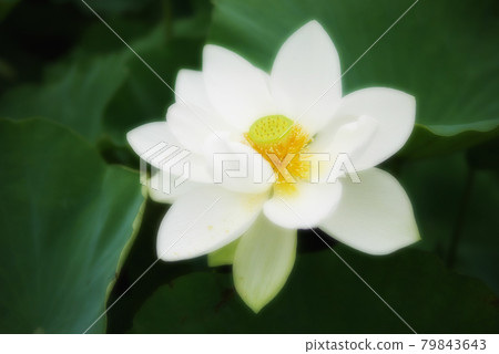 【古蓮花村】白蓮花 【古蓮花村】白蓮花 79843643