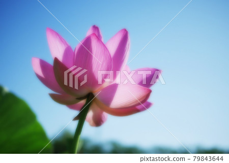 【古蓮花村】藍天荷花 【古蓮花村】藍天荷花 79843644