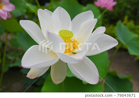 White lotus that bloomed in the early morning rain 79843671