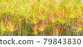 Fireworks of plants 79843830
