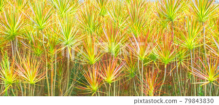 Fireworks of plants Fireworks of plants 79843830