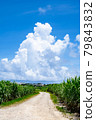 Sugar cane and cumulonimbus 79843832