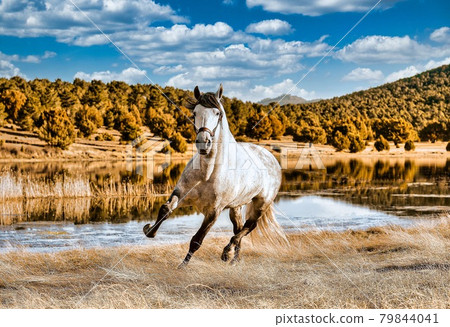 White horse running in nature with sea and lake. White horse running in nature with sea and lake. 79844041