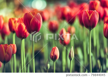 Many beautiful red tulip flowers in the field. Many beautiful red tulip flowers in the field. 79844045