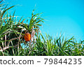 Adan fruit and blue sky 79844235