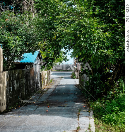 A walking path in the afternoon A walking path in the afternoon 79844239