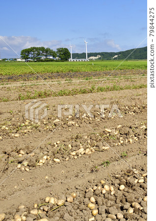 拍攝夏天在北海道江差挖掘的新土豆田的風景 拍攝夏天在北海道江差挖掘的新土豆田的風景 79844275