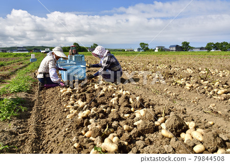 Photographing the scenery of harvesting new potatoes in Esashi, Hokkaido in the summer 79844508