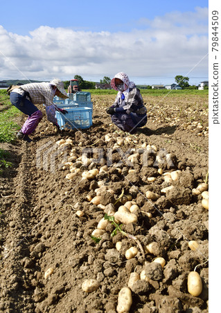 Photographing the scenery of harvesting new potatoes in Esashi, Hokkaido in the summer 79844509
