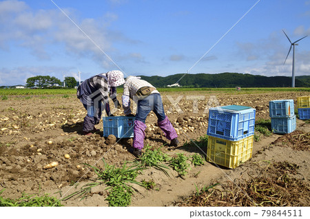 拍攝夏季北海道江差收穫新土豆的風景 拍攝夏季北海道江差收穫新土豆的風景 79844511