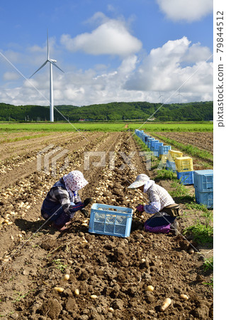 拍攝夏季北海道江差收穫新土豆的風景 拍攝夏季北海道江差收穫新土豆的風景 79844512