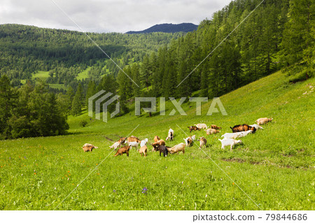 A herd of white and black goats grazes on green grass in summer in the Altai mountains. 79844686