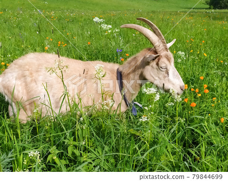 A beautiful beige goat grazes in summer in the Altai mountains. Mobil photo, 79844699
